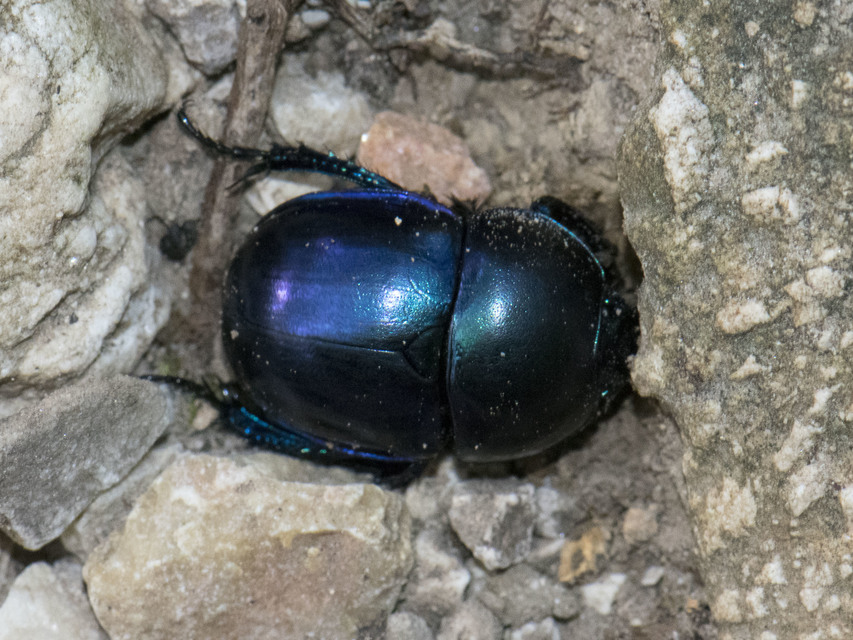 Trypocopris vernalis - tavaszi álganéjtúró