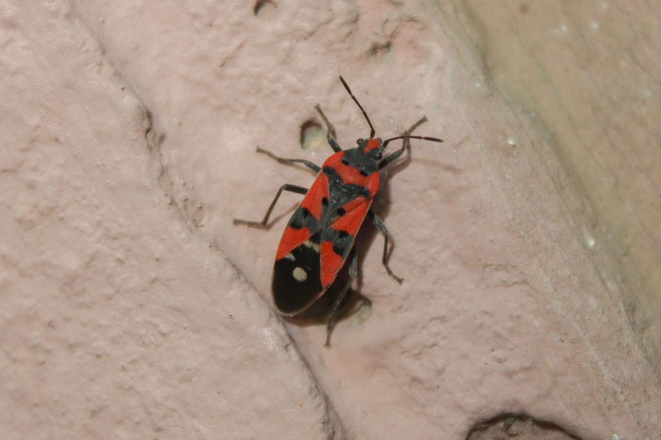 Lygaeus equestris/simulans