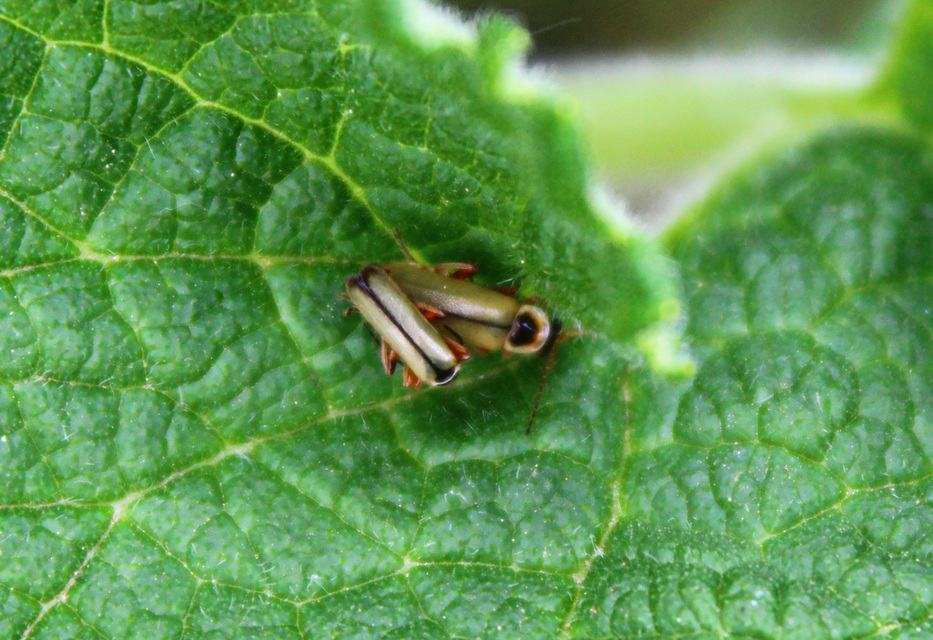 Metacantharis clypeata - tavaszi lágybogár