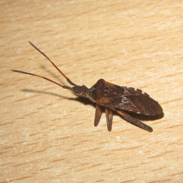 Leptoglossus occidentalis - nyugati levéllábú poloska