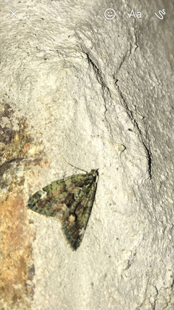 Chloroclysta siterata - salátazöld araszoló