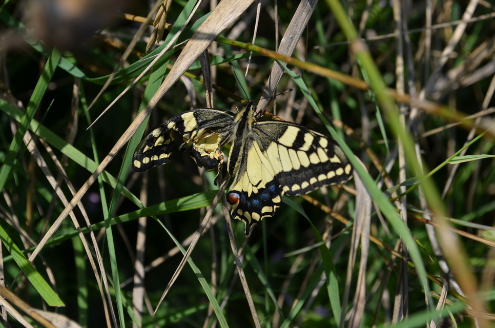 Papilio machaon - fecskefarkú lepke