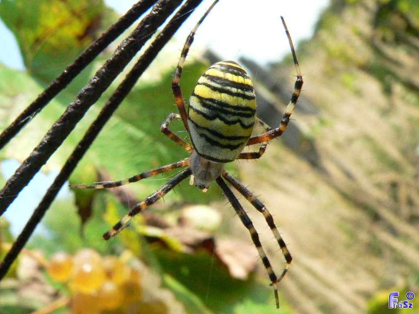 Argiope bruennichi - darázspók