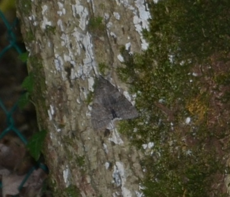 Catocala nupta - piros övesbagoly