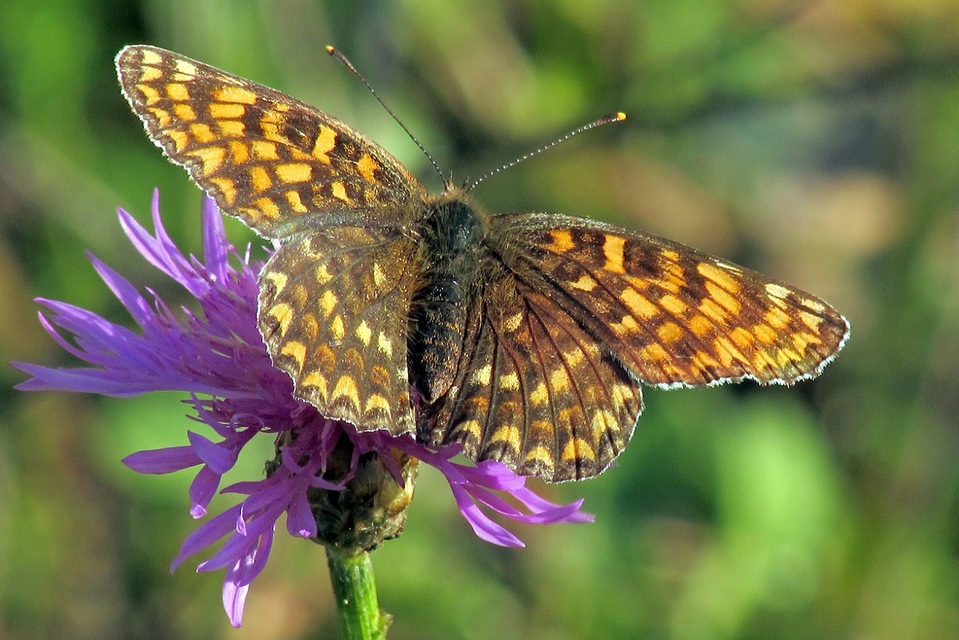 Melitaea phoebe - nagy tarkalepke