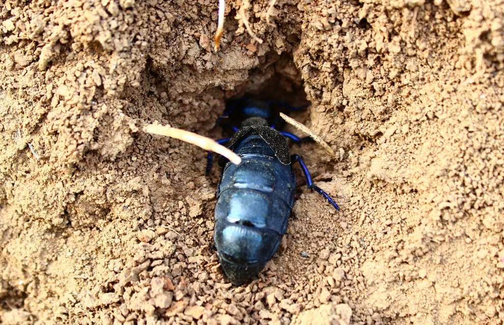 Meloe proscarabaeus - közönséges nünüke