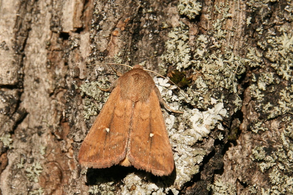 Mythimna albipuncta - fehérpettyes rétibagoly