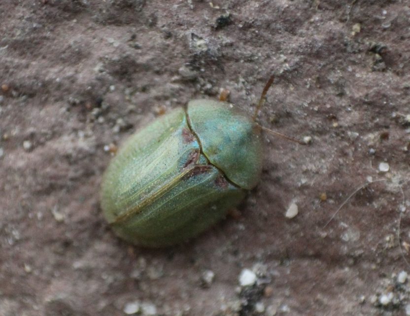 Cassida Cassida
