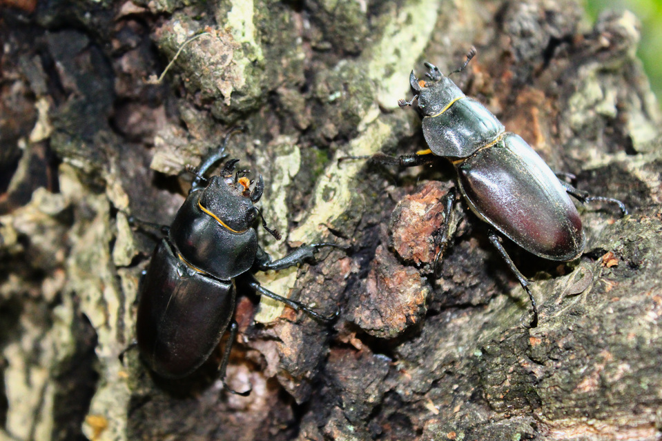 Lucanus cervus - nagy szarvasbogár
