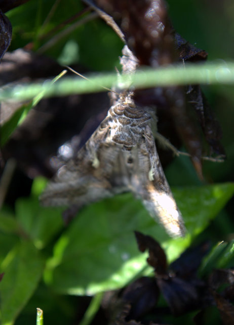 Autographa gamma - gammalepke