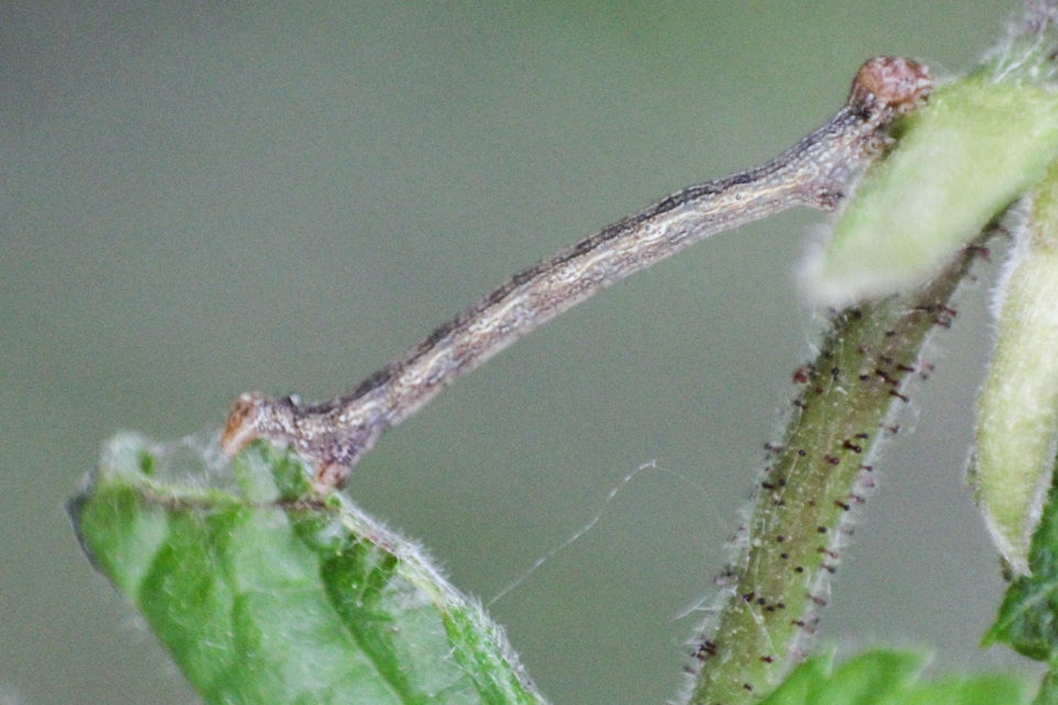 Agriopis