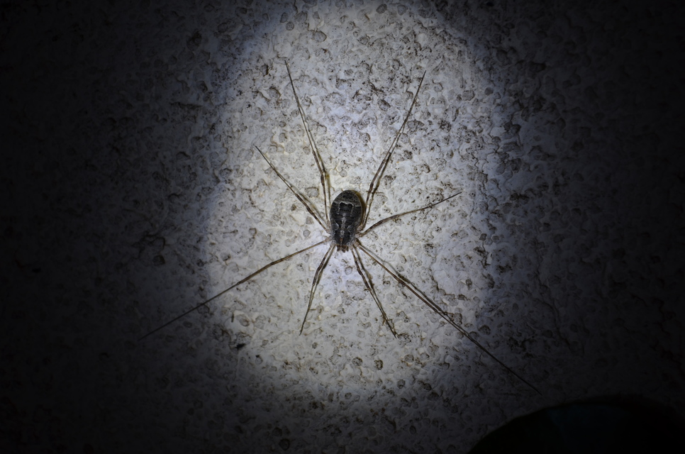 Opiliones - Kaszáspókok