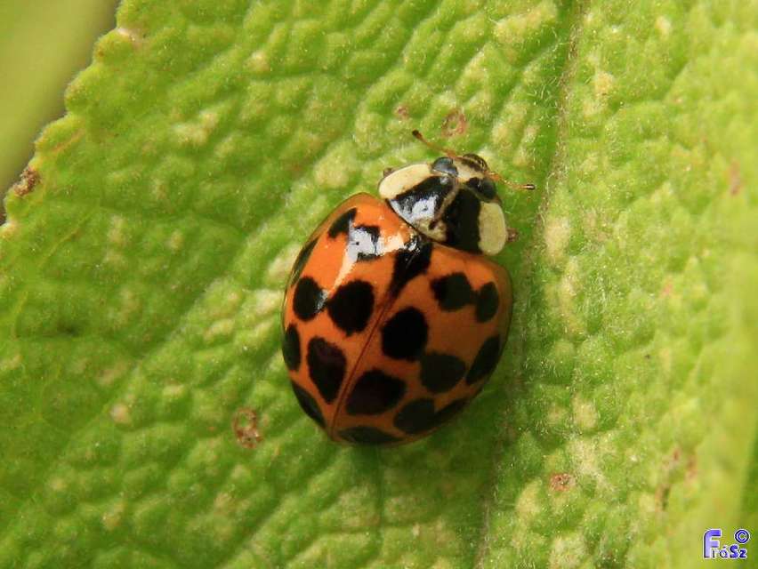 Harmonia axyridis - harlekinkatica