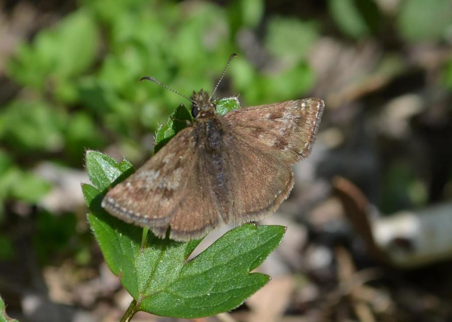 Erynnis tages - cigánylepke
