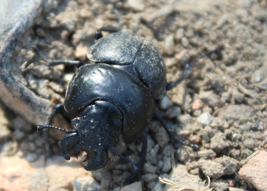 Lethrus apterus - nagyfejű csajkó