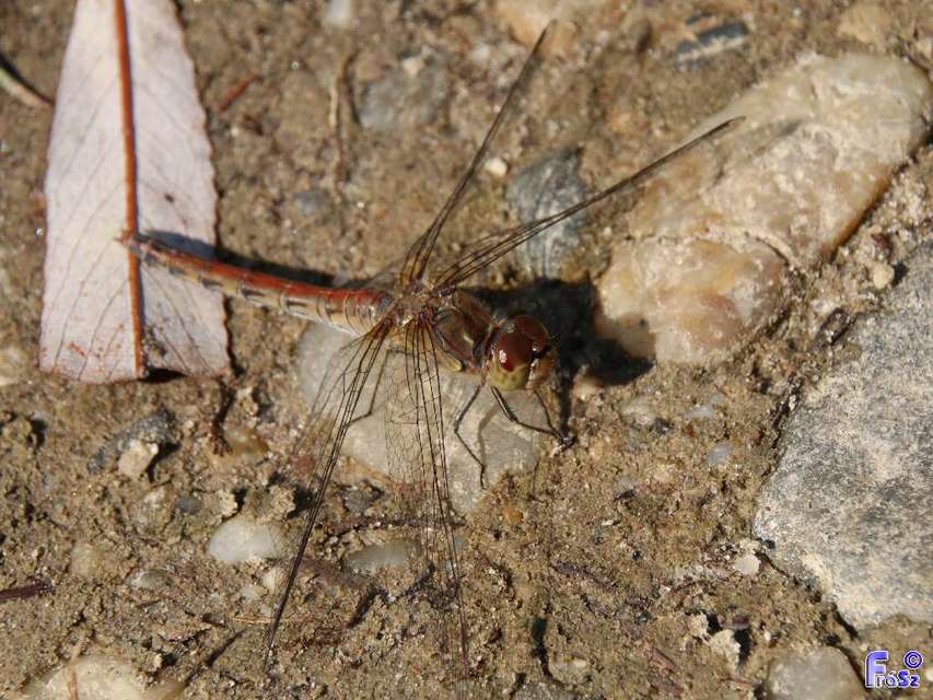 Sympetrum striolatum - harántsávos katona-szitakötő