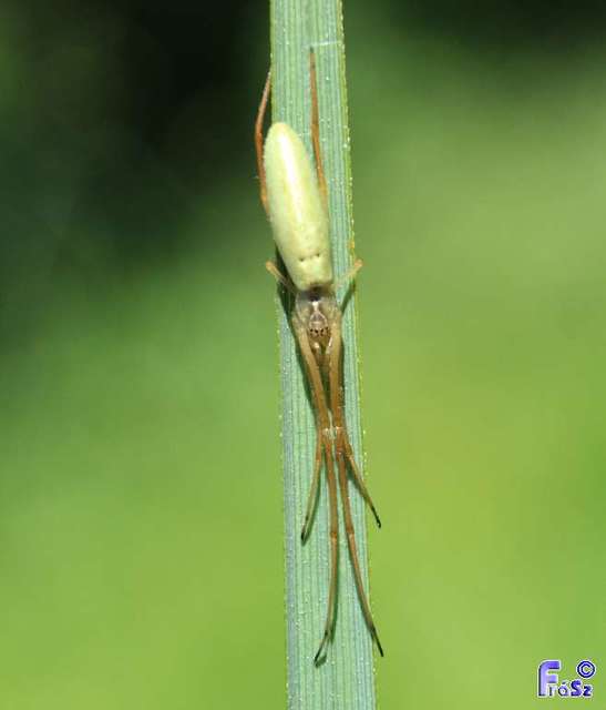 Tetragnatha