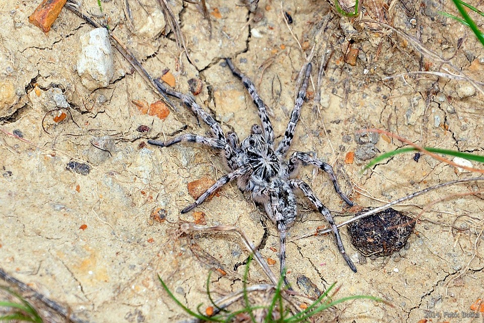 Lycosa singoriensis - szongáriai cselőpók