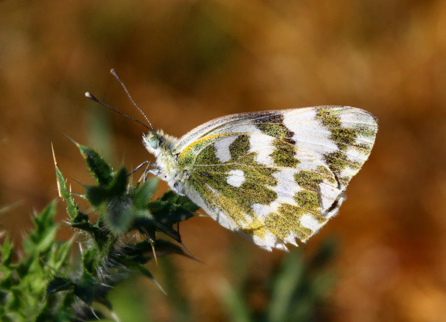Pontia edusa - rezedalepke