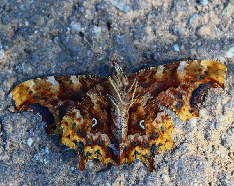 Nymphalis c-album - C-betűs lepke