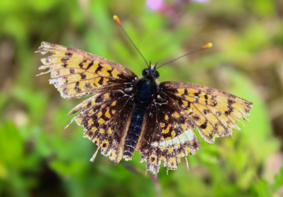Melitaea cinxia - réti tarkalepke