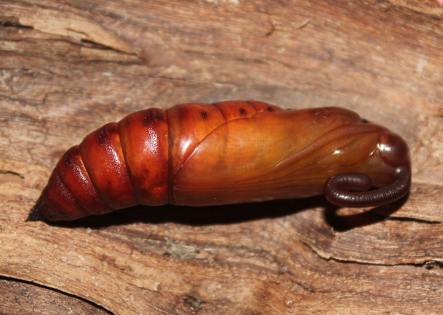 Agrius convolvuli - szulákszender
