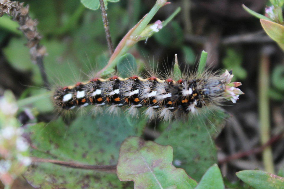 Acronicta rumicis - sóska-szigonyosbagoly Acronicta rumicis - sóska-szigonyosbagoly
