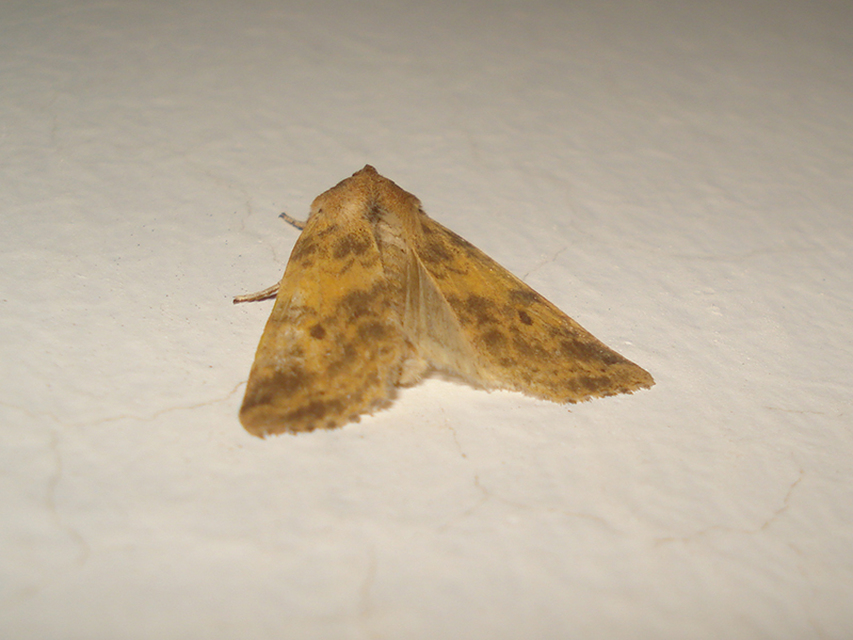 Cirrhia gilvago - foltos sárgabagoly