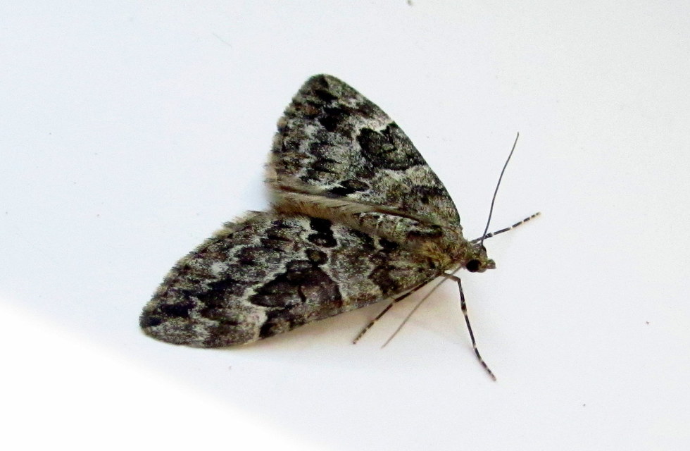 Thera variata/britannica