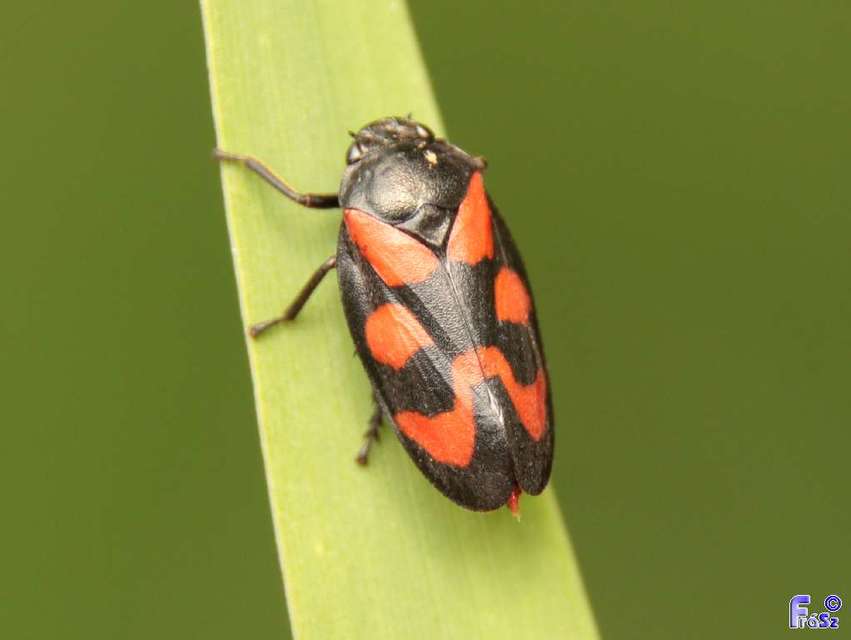 Cercopis vulnerata Cercopis vulnerata