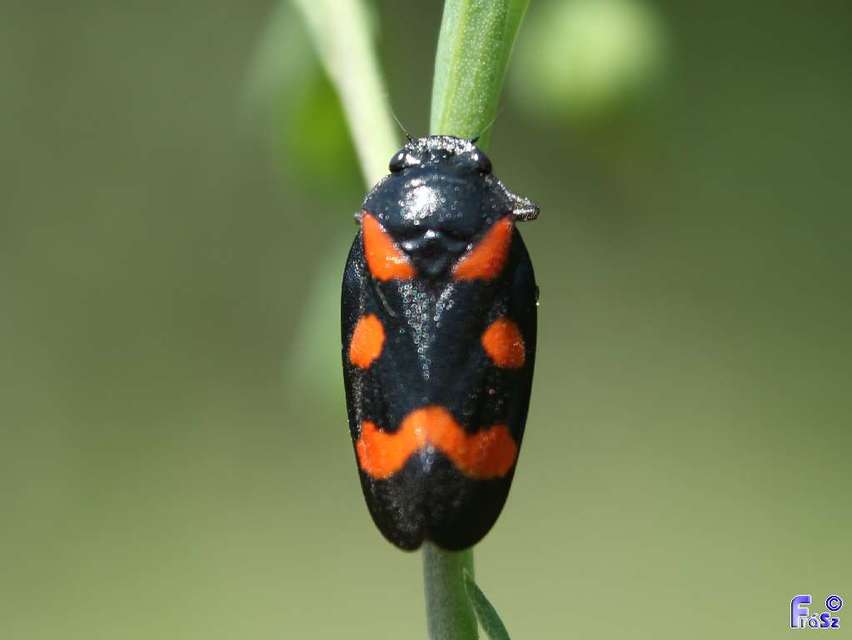 Cercopis arcuata/sanguinolenta Cercopis arcuata/sanguinolenta
