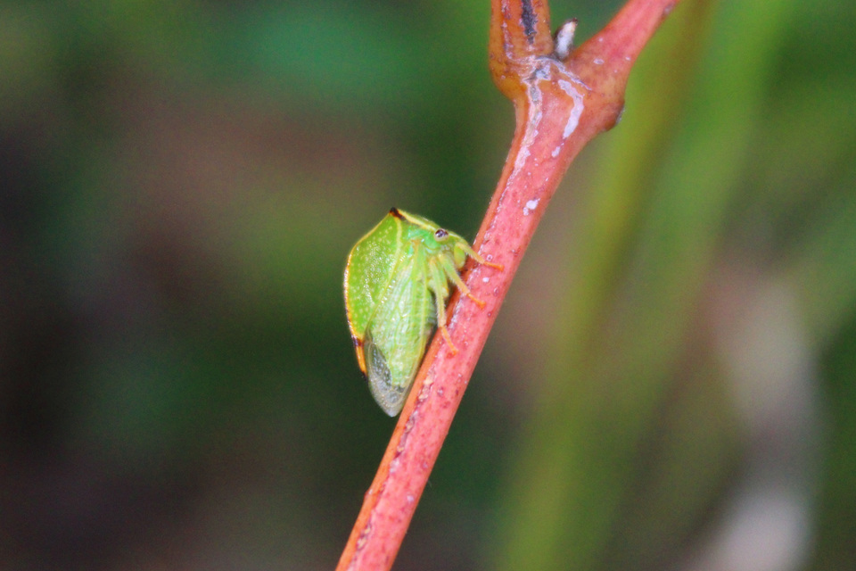 Stictocephala bisonia - bivalykabóca Stictocephala bisonia - bivalykabóca