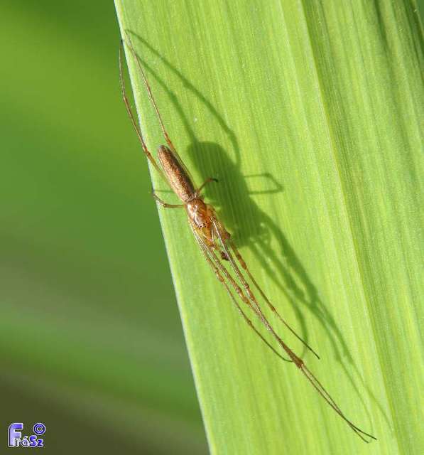Tetragnatha
