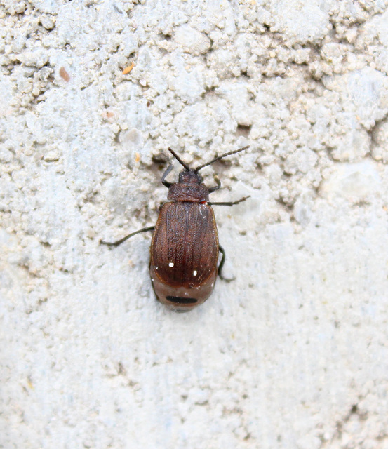 Galeruca pomonae - barna olajosbogár