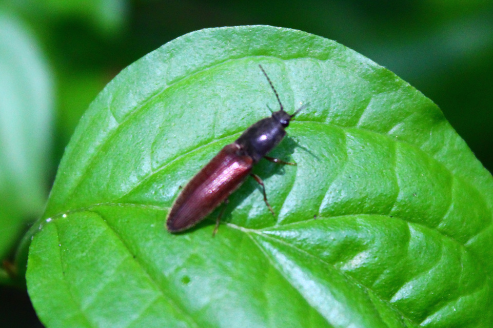 Athous haemorrhoidalis - szurkos pattanó