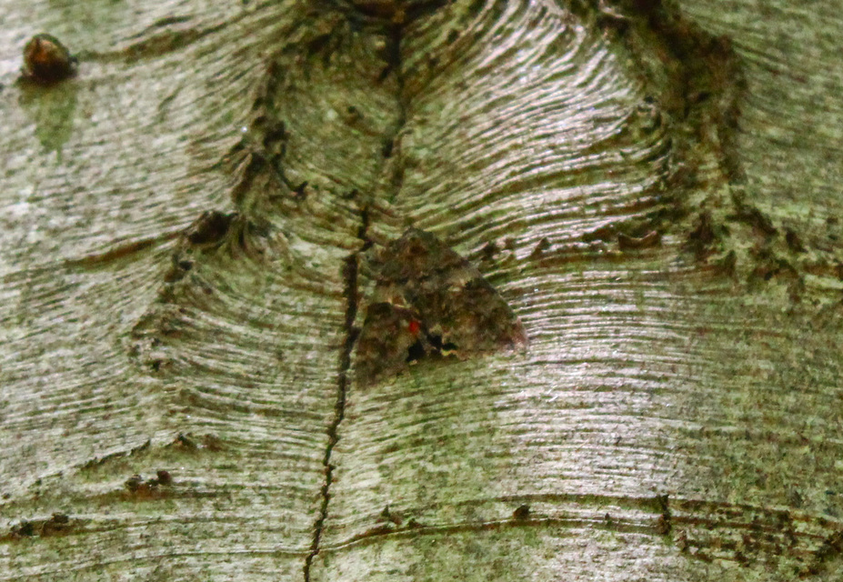 Catocala elocata - közönséges övesbagoly