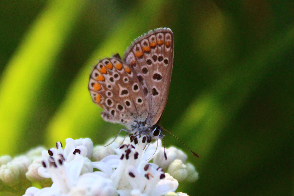 Polyommatus icarus - közönséges boglárka