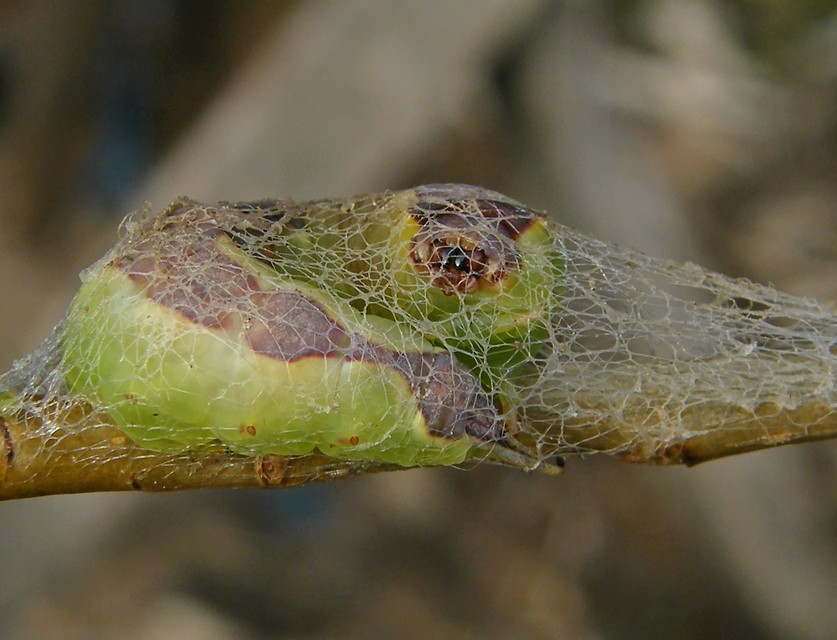 Furcula bifida - kis púposszövő