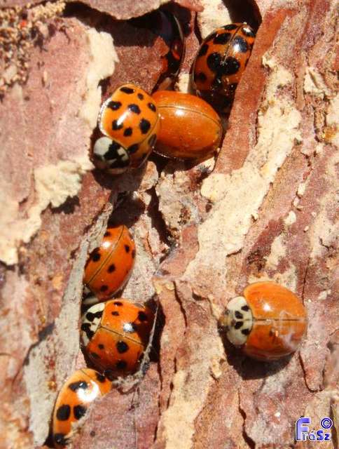 Harmonia axyridis - harlekinkatica
