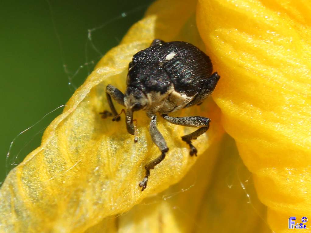 Mononychus punctumalbum - egykarmú nősziromormányos