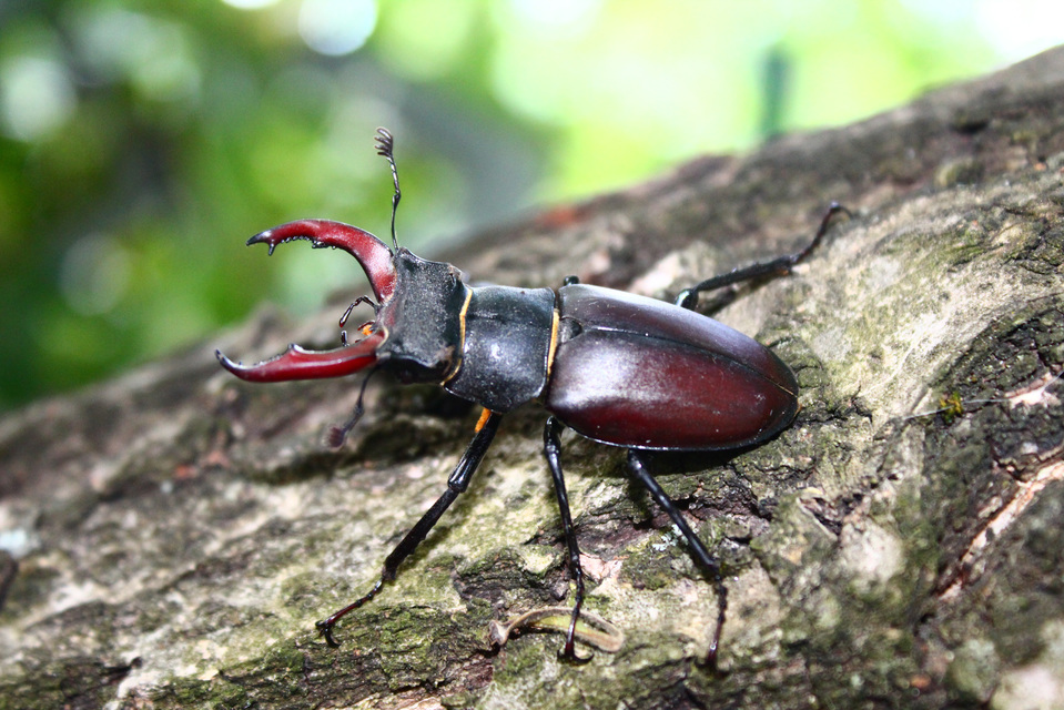 Lucanus cervus - nagy szarvasbogár