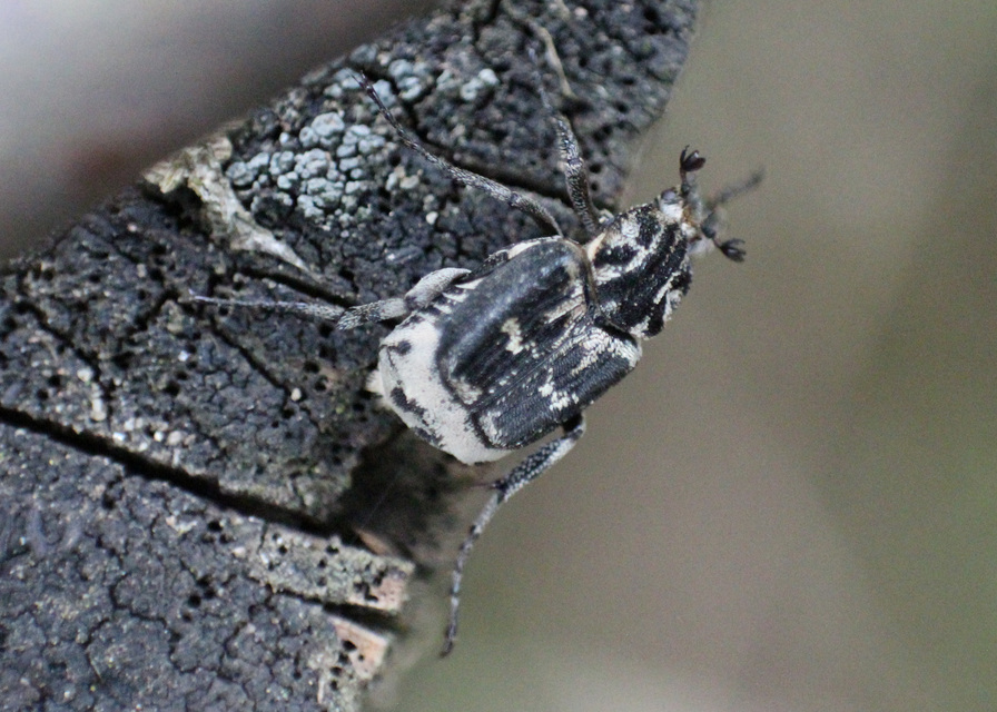 Valgus hemipterus - suta virágbogár