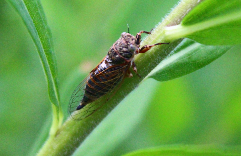 Cicadetta montana