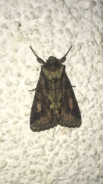 Allophyes oxyacanthae - galagonyabagoly