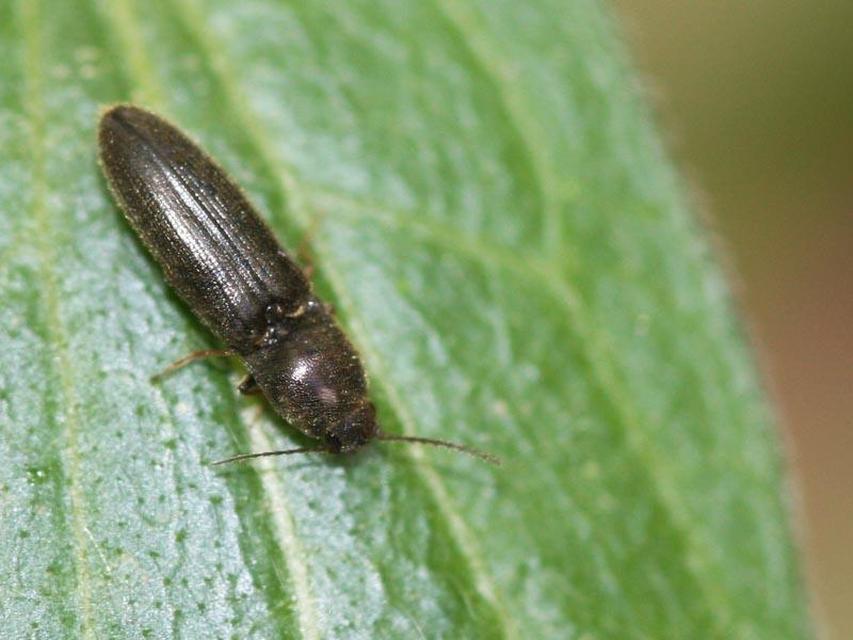 Nothodes parvulus - bronzos bokorpattanó