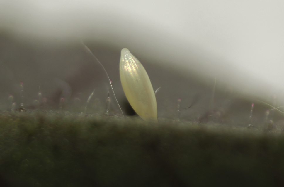 Colias