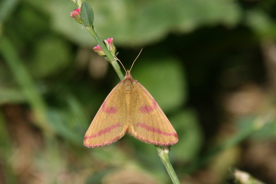 Lythria purpuraria - bíborsávos araszoló