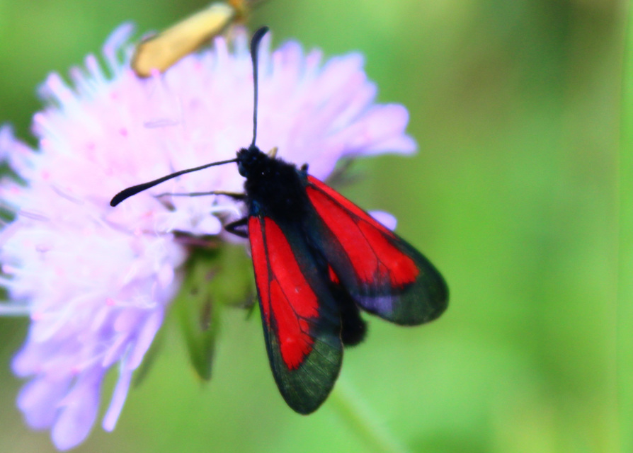 Zygaenidae - csüngőlepkefélék