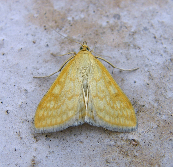 Sitochroa verticalis - világossárga dudvamoly