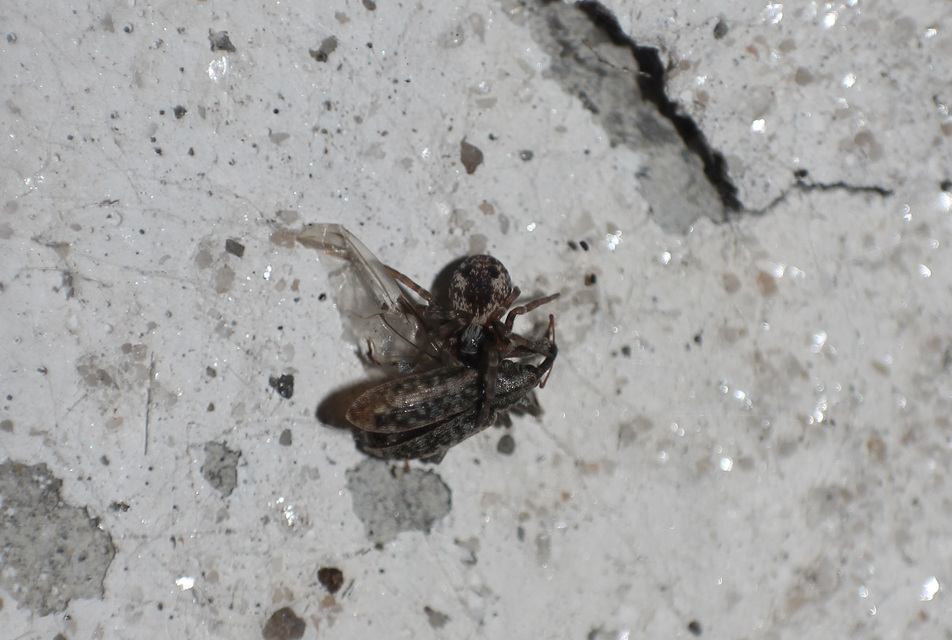 Dorytomus